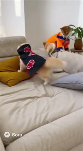 Akatsuki Cat vs Dragon Ball Dog 😹🔥 | Epic Funny Battle