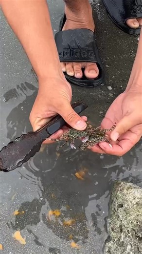 3.6K views · 11 reactions | Effective egg bait for catching crab呂 #crabs #CrabLovers | Master JP Adventure | Facebook