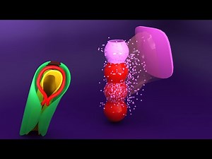 3D Heart Tube Embryology - Myoepicardial mantle - Proepicardial organ - CVS Embryology