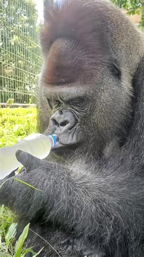Gorillas: More Human-Like Than You Might Think