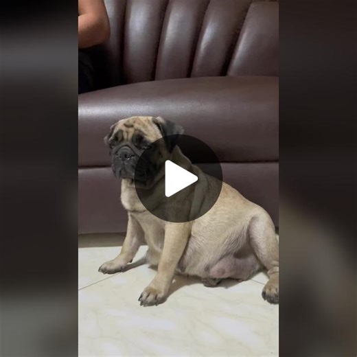 Adorable Pug Bella Welcoming Six Cute Puppies into the World!