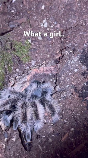 A little Curly Hair Tarantula just doing what she does.. #tarantula