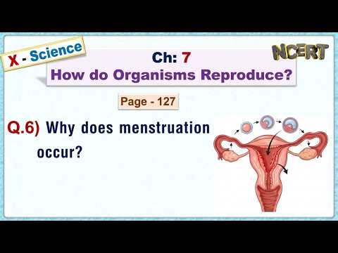 Ch:07 - Pg:127 - Q.6) Why does menstruation occur?