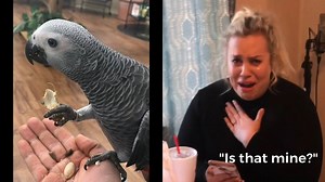 636K views · 15K reactions | As a lot of you know, I've wanted an African Grey for a very long time, but was never able to get one. My husband surprised me with one today in the best way imaginable, with the help of my amazing friends and family. The surprise kept growing and growing. Stick around until the end! I'm still in utter shock. Enjoy! | Jaime French | Facebook