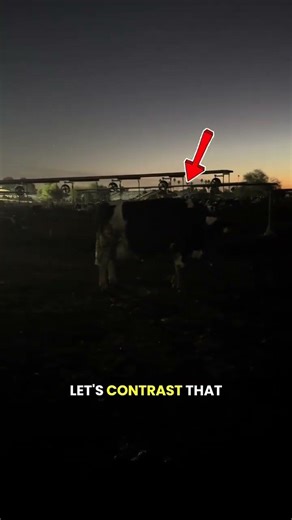 Why Do Cows Have Black and White Spots?