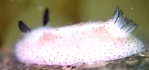 137K views · 2.7K reactions | This sea slug is the most adorable thing you've seen all day! | HuffPost | Facebook