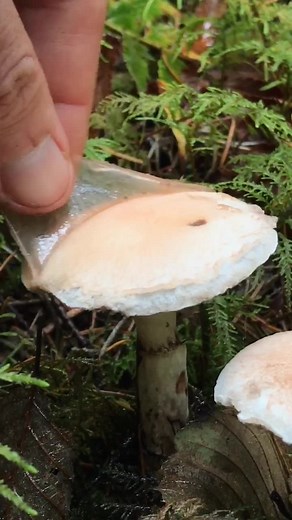Exploring Oddly Satisfying Purple Mystic Mushrooms