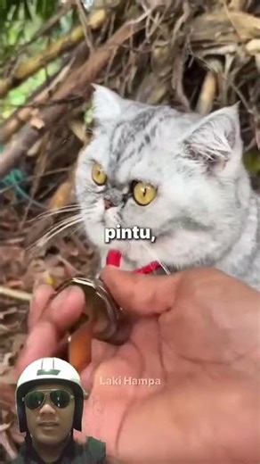 The real benefits of magnetic cat collars #kucinglucu #cat #senatsenutlucu #shorts