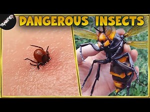 10 Most Dangerous Insects In The World