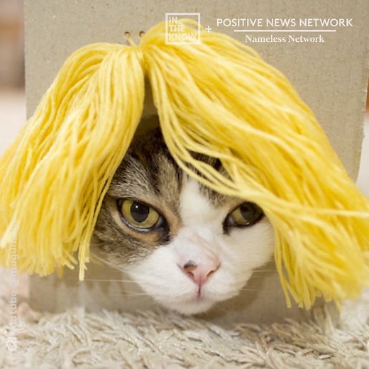4.9M views · 677 reactions | This cat wearing different wigs is the funniest thing you'll see today  (via In The Know) | Yahoo | Facebook