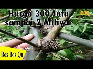 FAKTA BAMBU PETUK HARGA 300 JUTA HINGGA 2 MILIYAR JIKA DIJUAL DILUAR NEGERI