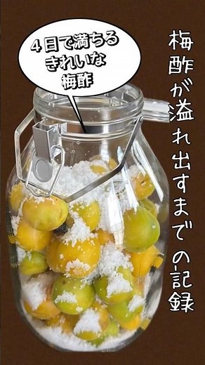 Pickled Ume Plums | A Record of the Plum Vinegar Overflow! The First 4 Days.