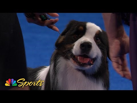 National Dog Show 2024: Herding Group (Full Judging) | NBC Sports