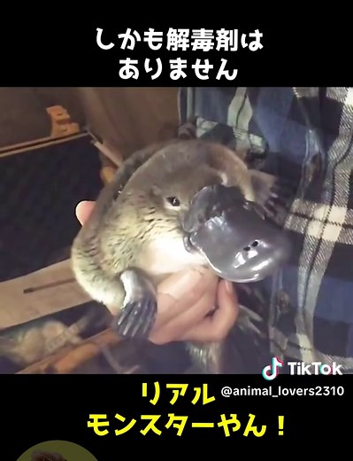 カモノハシの不思議と魅力