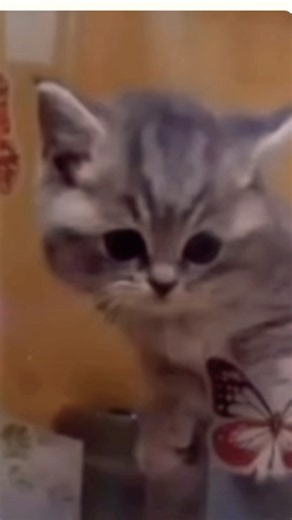 👆🏻 【猫が喜ぶ映像】QQcar cat 🥰癒し🥰#猫 #子猫 #ねこ #고양이#猫が喜ぶ映像#새끼고양이#고양이동영상