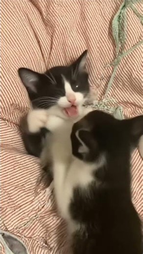 #gatitos #gatito #miau #cat