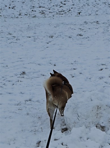 guess the dog who has no recall 😂 #dogs #dogsoftiktok #shibainu #shiba #pets