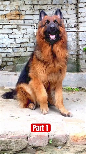 Do subscribe for more interesting facts, videos about German Shepherd #germanshepherd #gaming