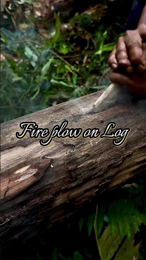 Fire suvives in the wild with the Fire plow technique #primitivefirelighting #bushcraft