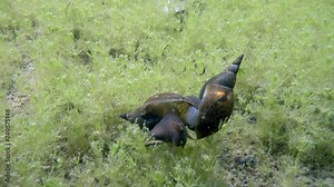 Underwater footage of Great pond snails (Lymnaea stagnalis) during mating time. Estonia.