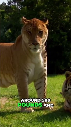 Finally a REAL Liger.