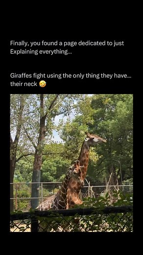 Explaining on Instagram: "Giraffes fight using a method called “necking,” where two males swing their long necks like sledgehammers to slam their heavy heads into each other. These battles can look slow and graceful but are incredibly powerful, sometimes causing one giraffe to lose consciousness or fall. The fights are mainly over dominance or access to mates, and the giraffe with the strongest neck usually wins. (Via: Newsflare) Let us know your thoughts below! • #memes #explore #reels #learn"