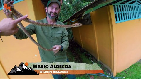 Venomous and poisonous snake: A dangerous encounter