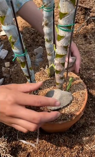 Best tutorial! growing dendrobium orchid plant in the pot 🌵🌱🌱with best method planting #orchid