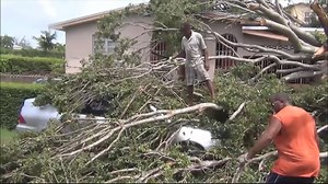 Trees fell at St Bernard's Village, St Joseph and McClean Gap, Brittons Hill, St Michael. | The Nation Barbados