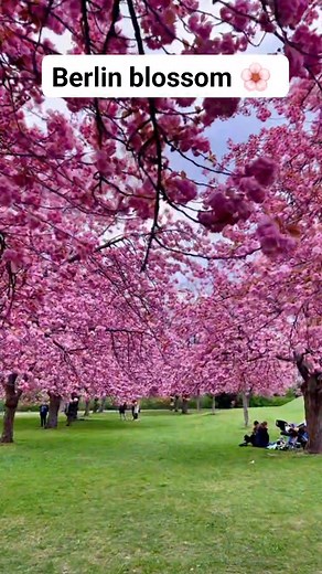 1.3K views · 17 reactions | Wandering through Berlin in spring feels like stepping into a dream — cherry blossoms framing historic streets, café terraces buzzing with life, and that gentle pink glow that makes you slow down and just breathe. ✨ Berlin truly knows how to bloom. #BerlinBlossom #BerlinSpring #TravelBerlin #WanderlustGermany #CherryBlossomSeason #BerlinDiaries #SpringAdventures #TravelMoments #VisitBerlin #EuropeInSpring #SweetGermany | Sweet Germany | Facebook