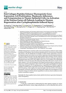 Fish Collagen Peptides Enhance Thymopoietic Gene Expression, Cell Proliferation, Thymocyte Adherence, and Cytoprotection in Thymic Epithelial Cells via Activation of the Nuclear Factor-κB Pathway, Lea
