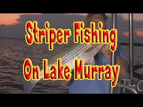 How to Striper fish on Lake Murray in South Carolina w/Jason Bennett's Guide Service
