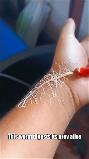 This Ribbon Worm Can Digest Its Prey Alive #education #wildlife #nature