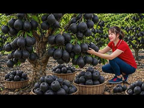Harvesting Rare Queen Pears | Transporting High Value Fruit From Remote Forests to Local Markets