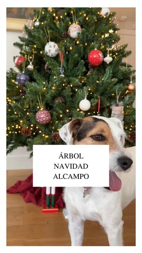 Lucía Lipperheide | Deco · Limpieza · Lifestyle · Moda on Instagram: "✨Publi. TRUCOS TIPS árbol de Navidad🎄✨ He montado el árbol con Quillo y ha sido… de todo menos tranquilo. Yo abriendo ramas, metiendo las luces por dentro y colocando los cascanueces… y él detrás constantemente. Jugando con las bolas, chutándolas con el morro, siguiéndome como si estuviera decorando conmigo😂 Al final, con cuatro detalles bien puestos, queda un árbol precioso. Y con un perro al lado, mucho más divertido. Todo