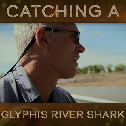 315K views · 231 shares | On the Fitzroy River in Australia, Jeremy finally hooks the shark he's been looking for: a rare Glyphis River Shark. | River Monsters Global | Facebook
