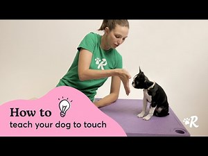 How to Teach Your Dog the Touch Command | Rover Dog Training Tips