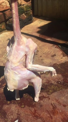 Understanding Chicken Anatomy: A Closer Look