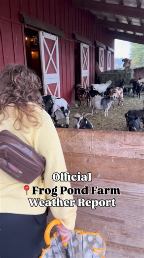 2.1K views · 67 reactions | How’s the farm in the rain? Glad you asked! Sunday:  Magic on the farm from — 1:30-4:30  Flip Mobile Museum — hands-on fun for all ages! 蓮 Lead a Llama — take your turn on our obstacle course 10:00 - 5:00  Pumpkins, corn maze, animals, and memories waiting to be made — it’s all right here at Frog Pond Farm, Wilsonville. | Frog Pond Farm | Facebook