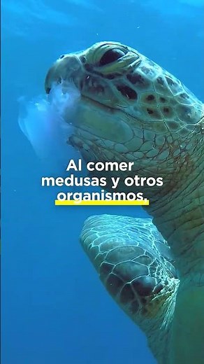 Las tortugas marinas cumplen un papel esencial en el equilibrio del océano.