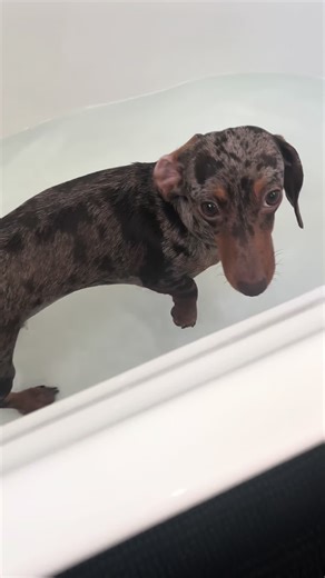 Anyone else not a fan of bath time?! I love the cuddles after though 🥰❤️ #bathtime #cuddles #cookie #minisausagedog #clean