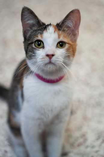 🐈 Which do you think they’ll choose — box or bag? Come with us to see what our adoptable animals decide! It’s a fun reminder that enrichment can be simple and still make a big impact. Pets bring so much joy, companionship, and unconditional love — but caring for them can also come with a hefty price tag. Check out our money-saving tips for pet parents to keep costs down while still giving your furry family member the best life possible.💙 | Animal Humane Society