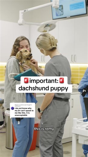 Dachshund Puppy on the First Day of Christmas