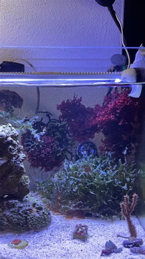 MaDa Aquariums on Instagram: "So the intertidal aquarium is becoming a real mixed reef finally ❤️ It’s almost high tide, the tidepool is submerged and the waterfall is just out for the last bit. I love the dynamic of this tank 😍 First corals are in and the mangroves got settled as well. The macro algae, which you saw already, meanwhile need a good trim frequently as they grow and grow 👌🏼 The rest of the first corals arrives on tuesday and I can‘t wait 😬 The goby keeps up the christmas vibe a