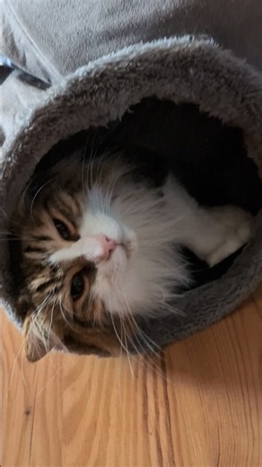 What is this? Steam locomotive? Choo-choo cat in a tube! 🚂🐾 #shorts #cats