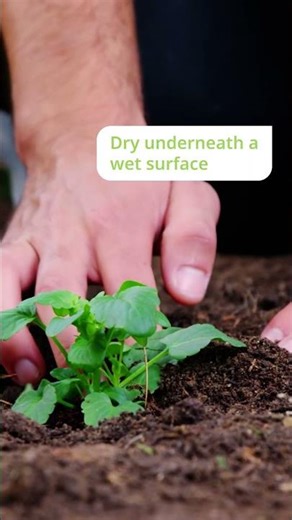 Most Plant Problems Start in the Soil 🌱