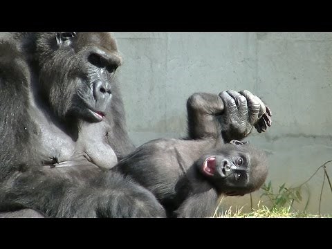ゴリラのおもしろ動画 part1 / 東山動物園