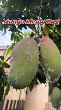 Mango Mealy Bug | Mango Mealy Bug Control | Mango Mealy Bug Lifecycle
