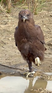 Black Changeable Hawk Eagle #eating #reelsvideoシ #reelsviralシ #reelsviralシfb #reelschallenge #eagle #birdlife #hawkeagle #wildlifephotography #amazingvideo #eating | Ros Veasna