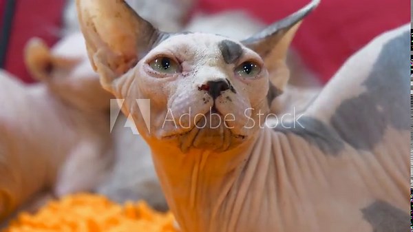 Sphynx cat - breed of cat known for its lack of fur. Sphynx was developed through selective breeding. Hairlessness in cats - naturally occurring genetic mutation
